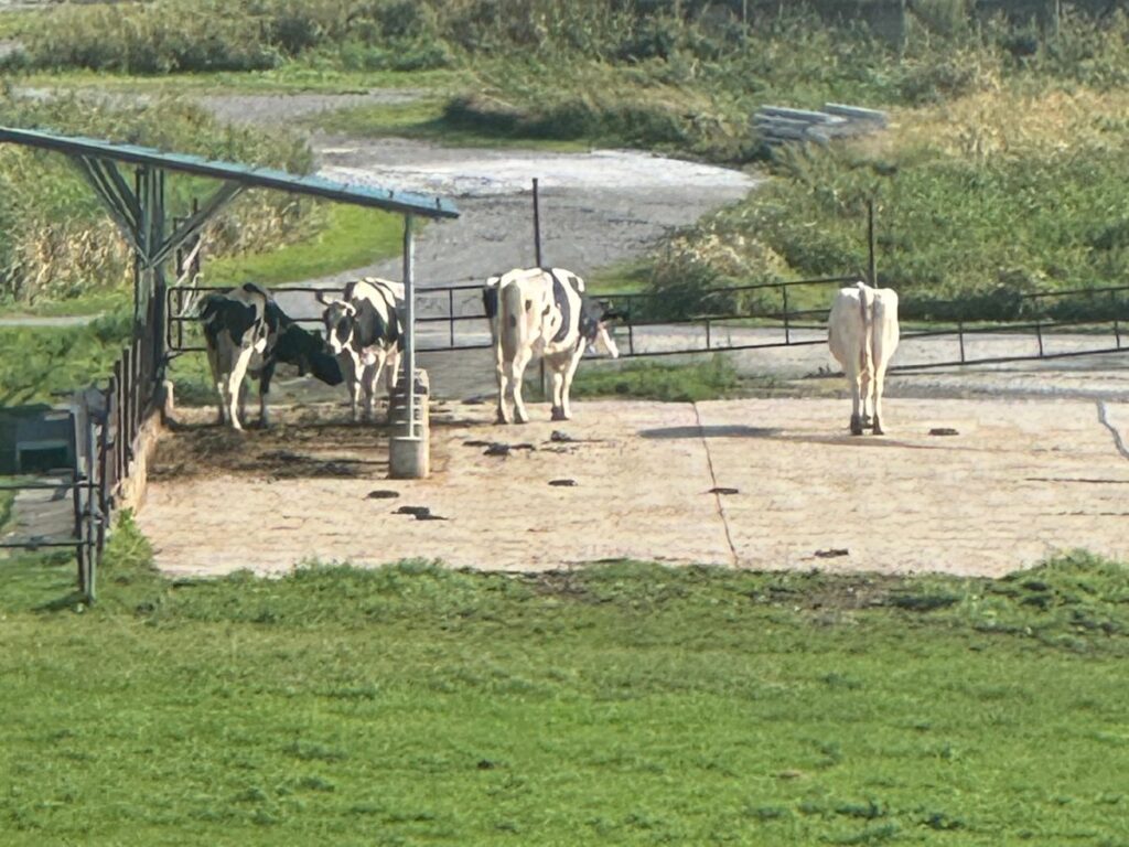 牧場で飼育される乳牛
