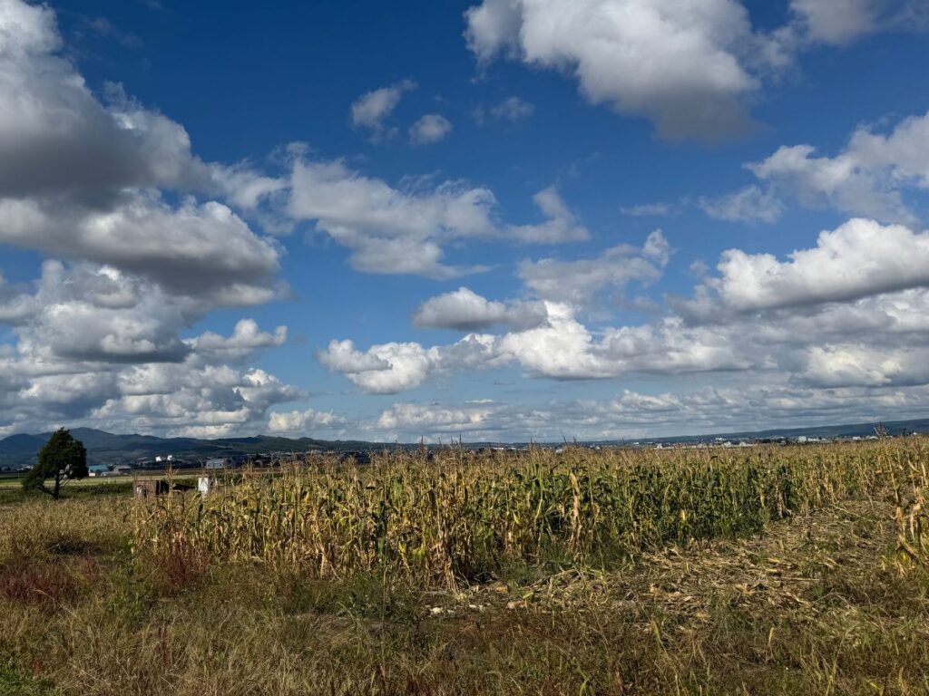 北海道の広大な農地風景
