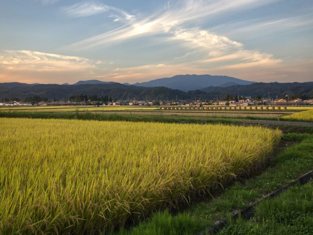 地方の広い田んぼ風景