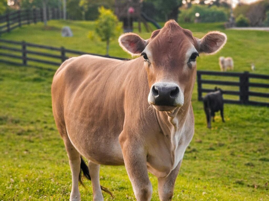 牧草地で飼育されるジャージー牛