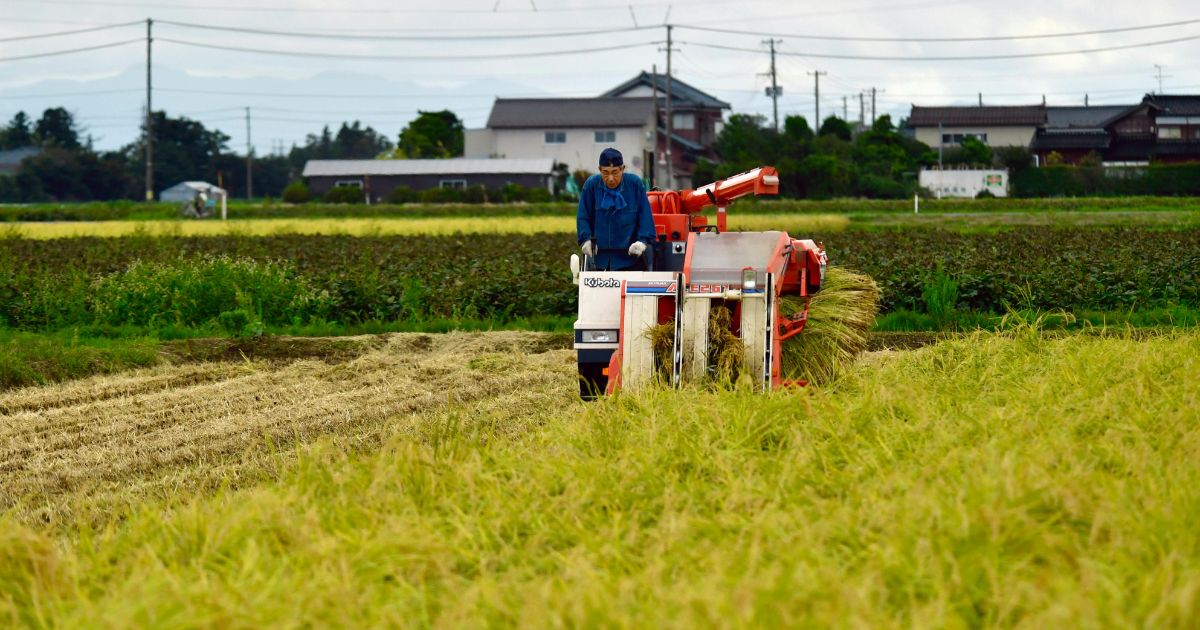 田んぼで稲刈りを行う農家