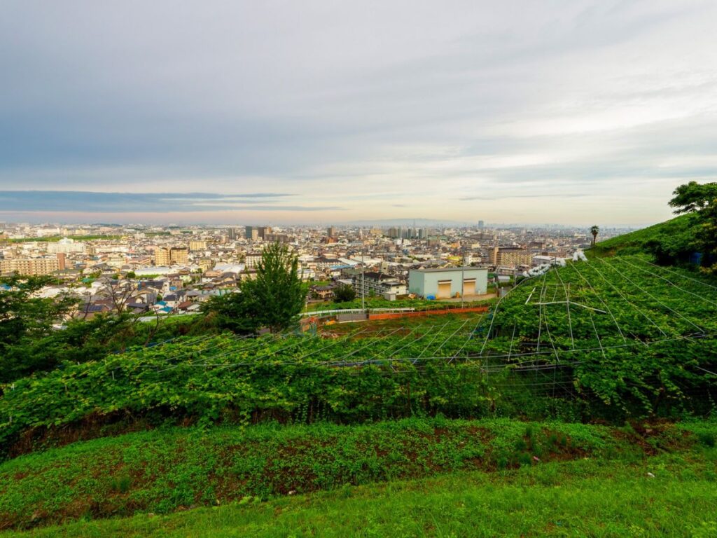 大阪の都市近郊に広がるぶどう畑の風景
