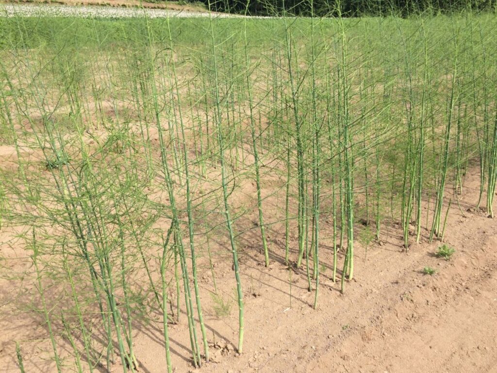 収穫後に茎葉を伸ばして養成中のアスパラガス畑