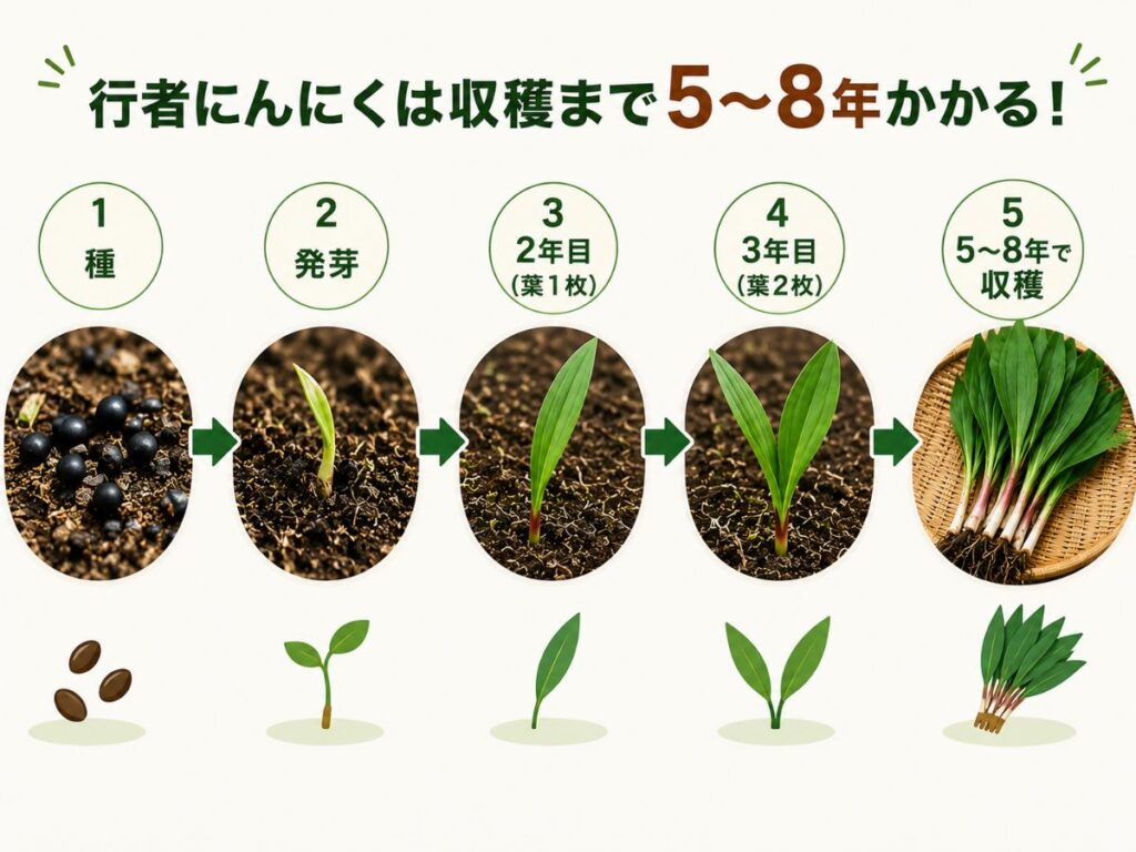 行者にんにくが収穫まで5〜8年かかることを示した栽培イメージ図
