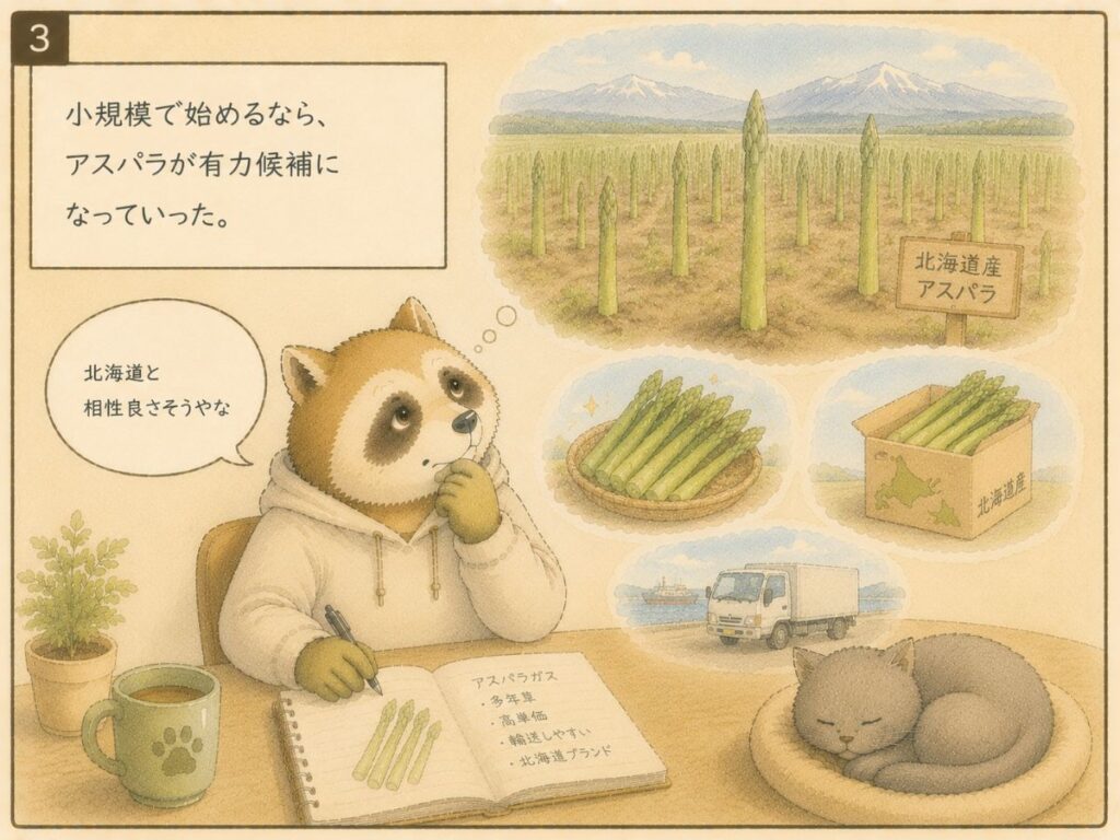 北海道でアスパラを有力候補に考えるアナグマ