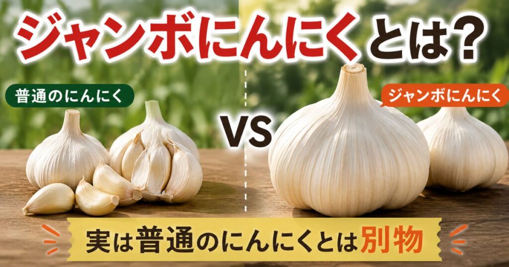 普通のにんにくとジャンボにんにくの大きさを比較した画像。ジャンボにんにくは普通のにんにくより大幅に大きく、実は別の植物であることを解説