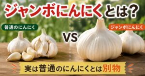 普通のにんにくとジャンボにんにくの大きさを比較した画像。ジャンボにんにくは普通のにんにくより大幅に大きく、実は別の植物であることを解説