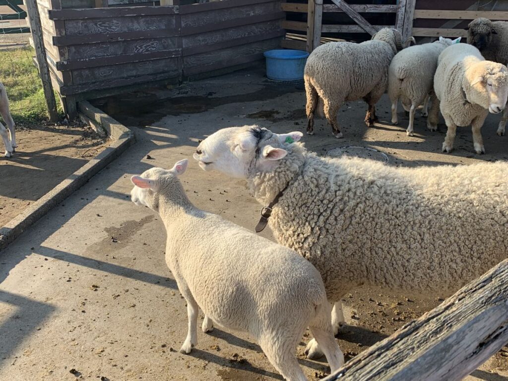 羊牧場で飼育されている羊