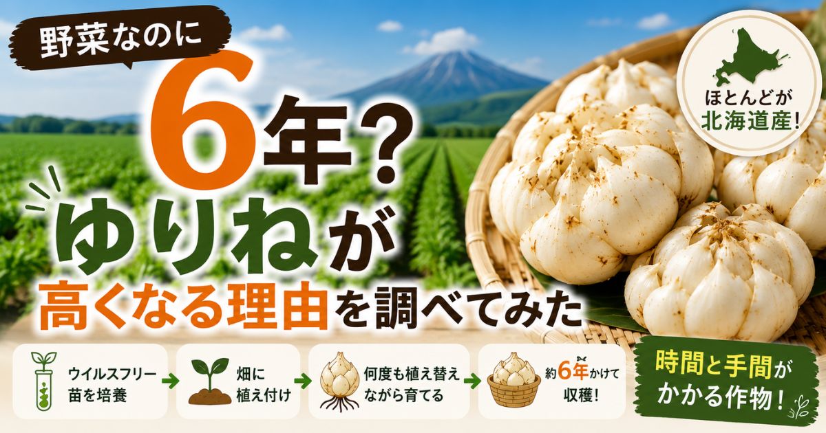 ゆりねが高い理由を解説するアイキャッチ画像。収穫まで約6年かかり、北海道産が中心であることを紹介。
