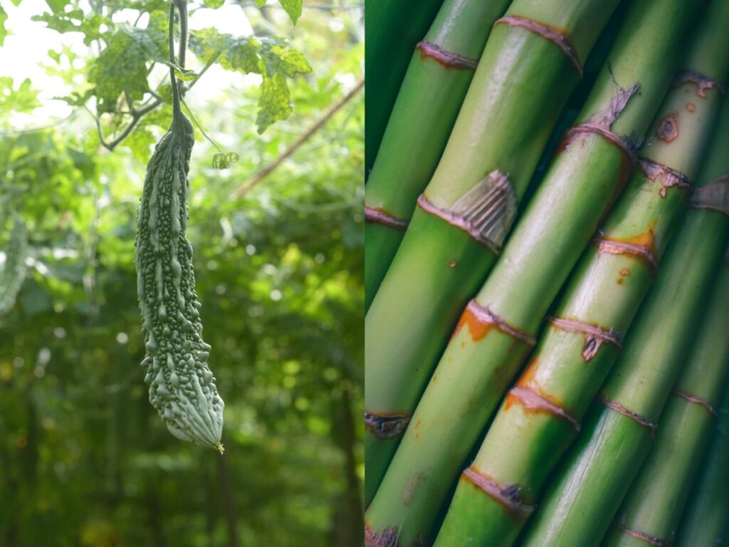 沖縄県を代表する農作物のゴーヤーとさとうきび。