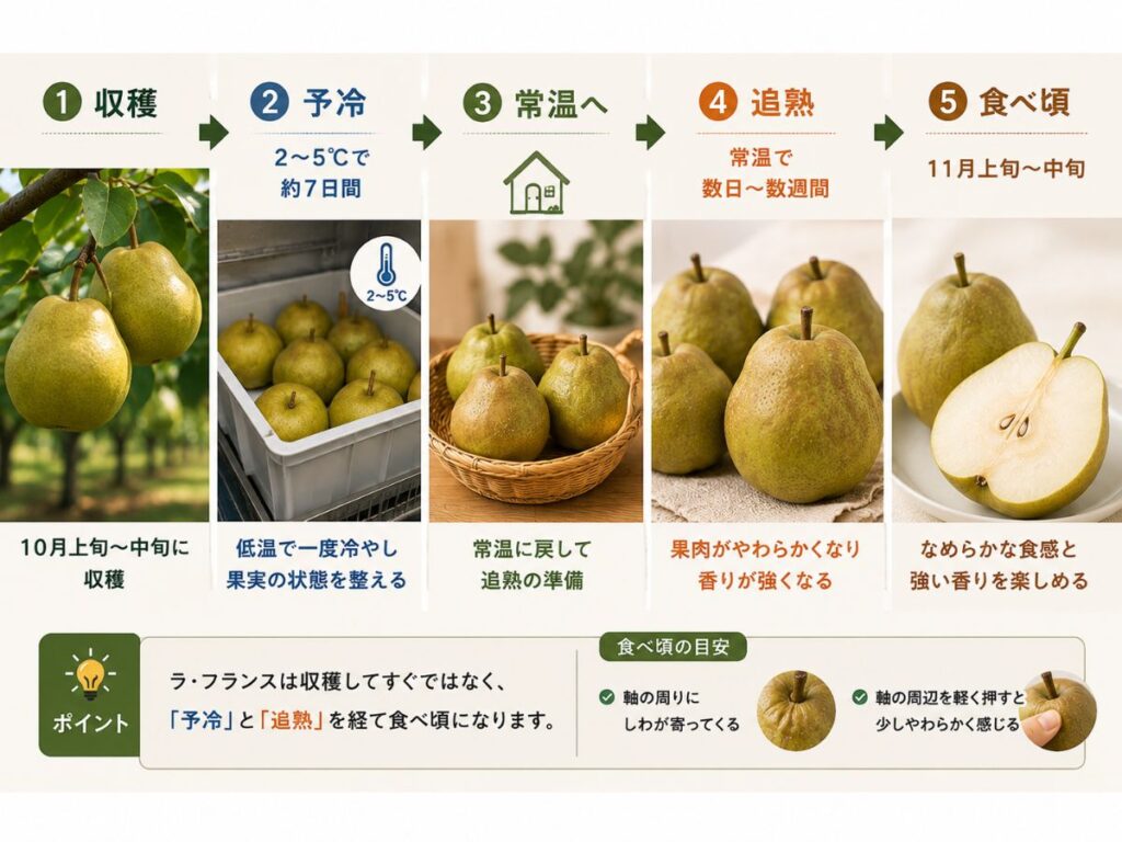 ラ・フランスを収穫後に2〜5℃で予冷し、常温で追熟して11月上旬〜中旬に食べ頃を迎える流れを示した図