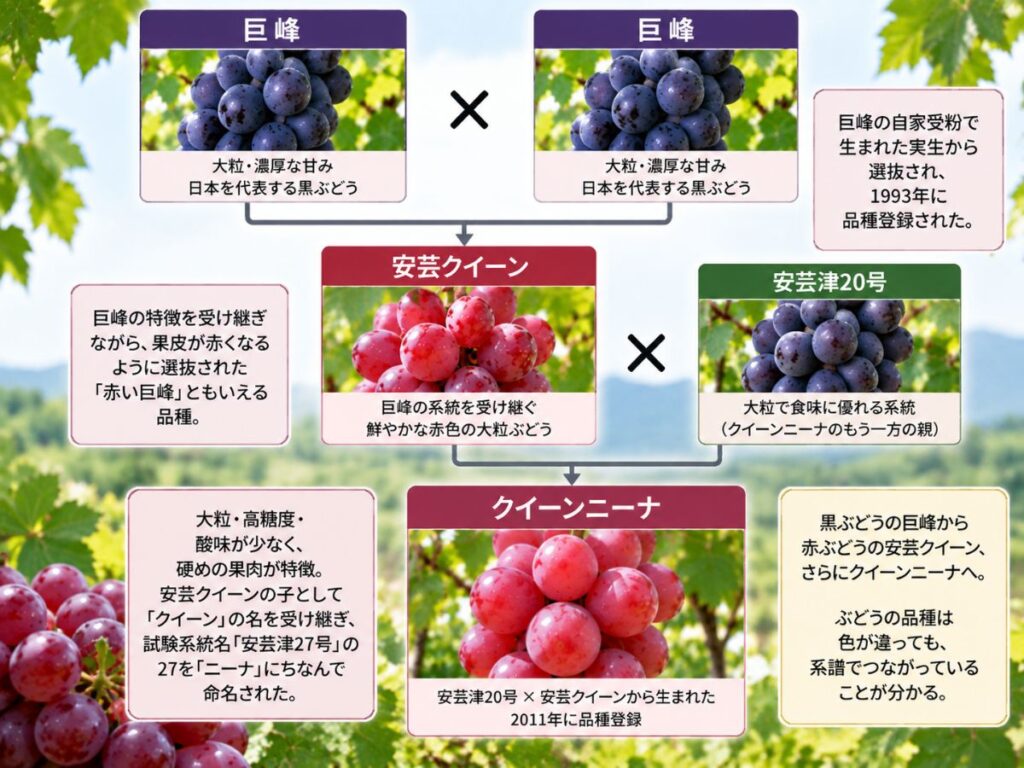 巨峰から安芸クイーンを経てクイーンニーナへつながる赤ぶどうの系譜図