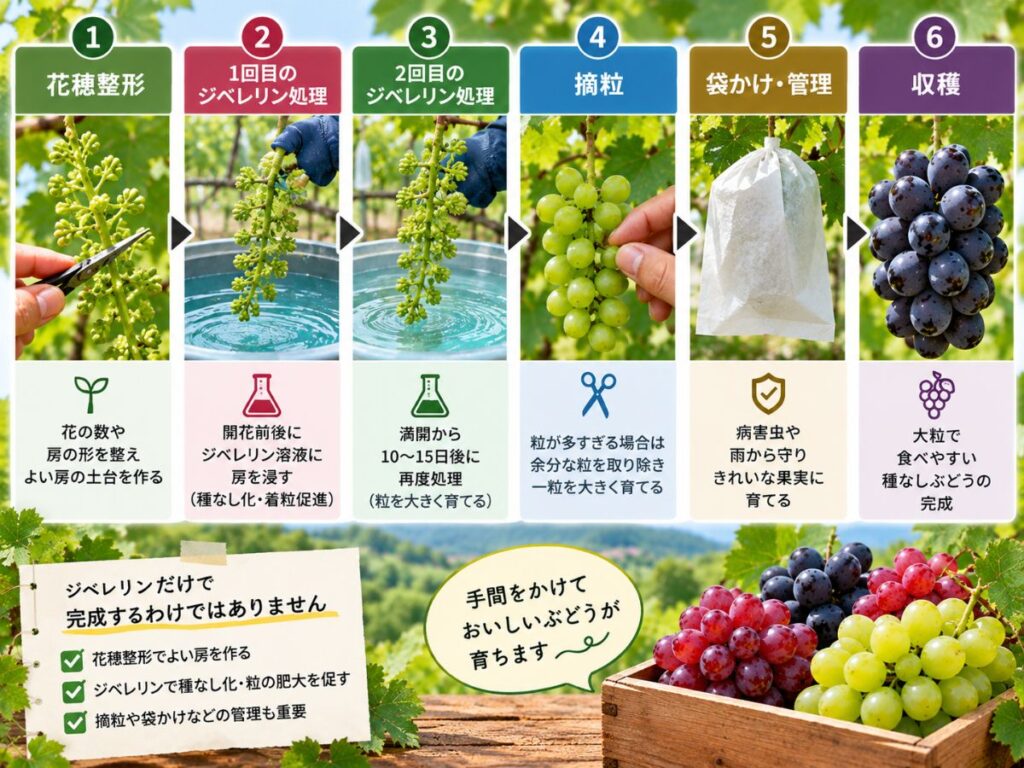花穂整形からジベレリン処理・摘粒・袋かけ・収穫までの種なしぶどう栽培工程