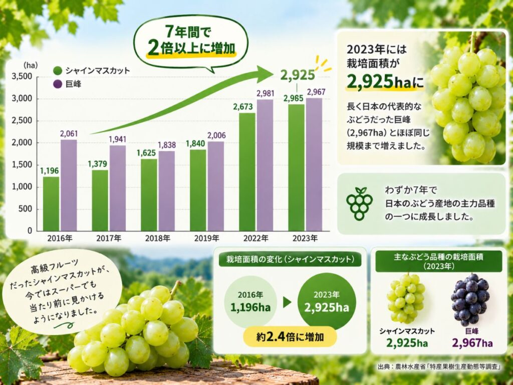 2016年から2023年までのシャインマスカット栽培面積の増加と巨峰との比較を示した図