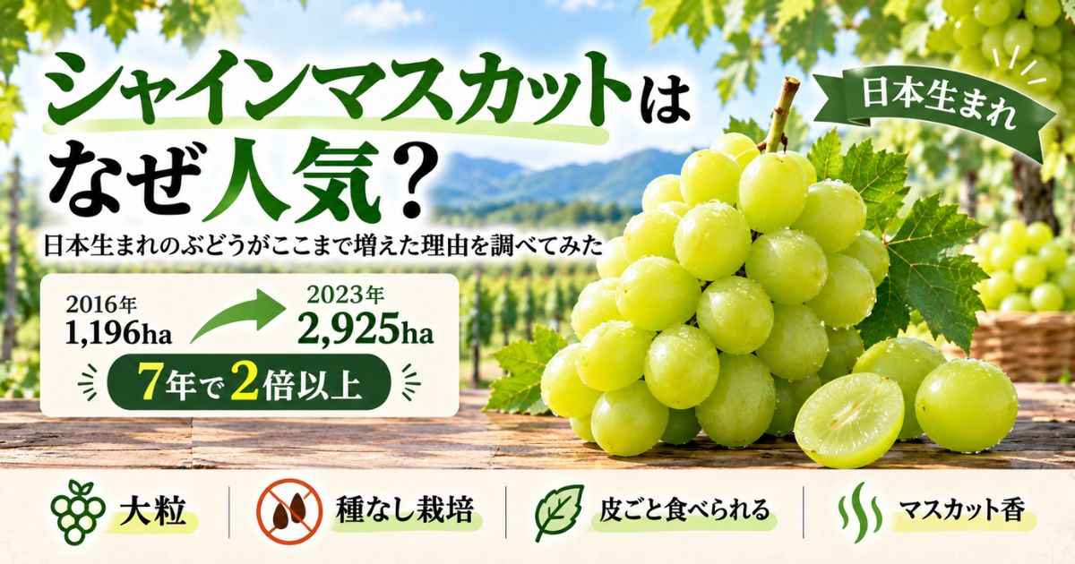 シャインマスカットが日本で人気になり栽培面積が増えた理由を紹介するアイキャッチ画像
