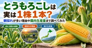 とうもろこしを1株から1本残して育てる栽培と朝採れ、国内生産量の特徴を紹介するアイキャッチ画像