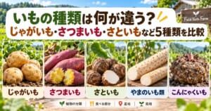 じゃがいも・さつまいも・さといも・やまのいも類・こんにゃくいもの5種類を写真で並べ、植物の分類や栽培方法などの違いを紹介する画像