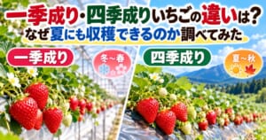 一季成り・四季成りいちごの違いと夏にも収穫できる理由を紹介するアイキャッチ画像