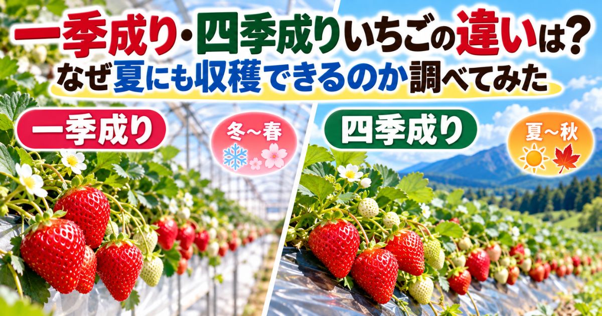 一季成り・四季成りいちごの違いと夏にも収穫できる理由を紹介するアイキャッチ画像