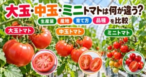 大玉・中玉・ミニトマトの大きさや品種、生産量、産地、育て方の違いを比較するアイキャッチ画像