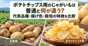 生食用じゃがいもとポテトチップスの写真を並べ、加工用品種と普通のじゃがいもの違いを紹介するアイキャッチ画像