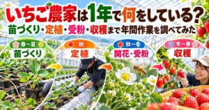 いちご農家が春夏の苗づくりから秋の定植・受粉、冬春の収穫まで一年を通して行う作業を紹介するアイキャッチ画像