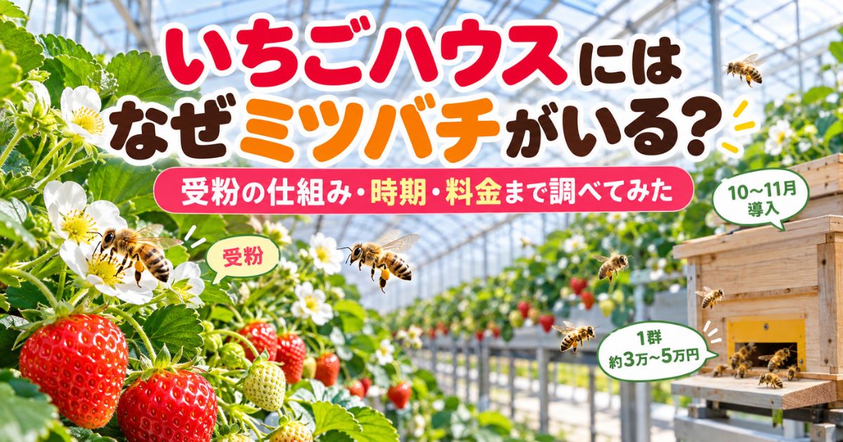 いちごハウスでミツバチを使う理由や受粉の仕組み、導入時期、料金を紹介するアイキャッチ画像