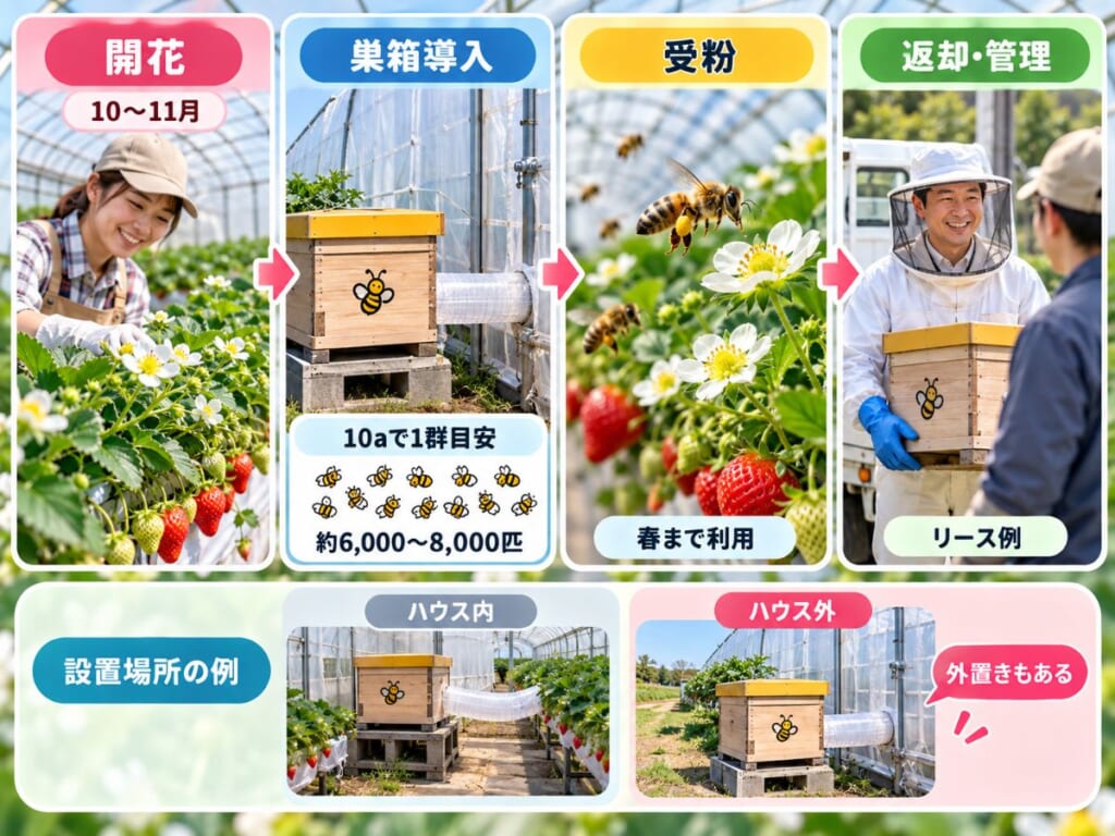 いちごの開花に合わせたミツバチ巣箱の導入、受粉、春までの利用、リース返却までの流れと設置場所を示した図