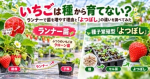 いちごをランナーで増やす理由と種子繁殖型よつぼしの違いを比較するアイキャッチ画像