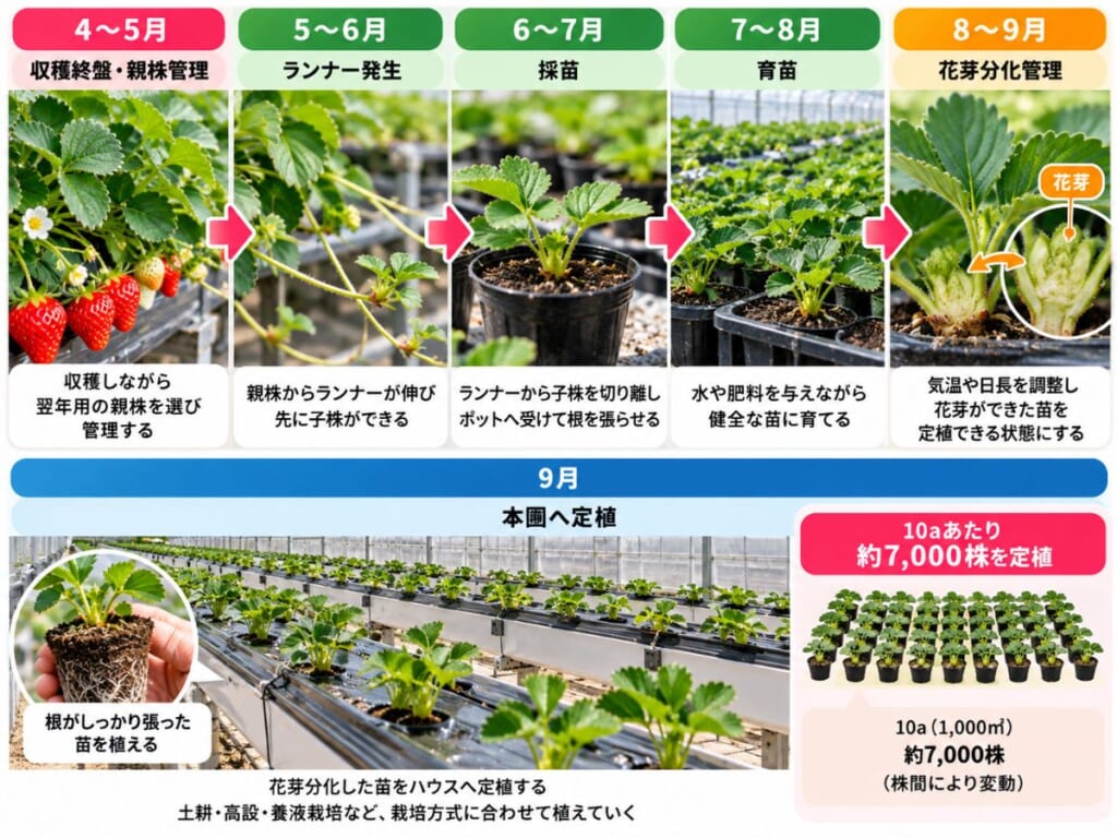 いちごの収穫終盤から親株管理、ランナー発生、採苗、育苗、花芽分化、9月の定植までの流れを示した図